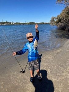 Black Bream