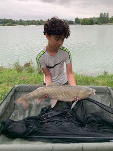 Grass Carp