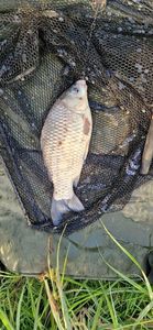Common Bream