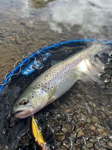 Lake Trout