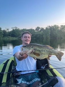 Largemouth Bass