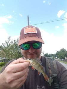 European Perch