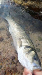 European Bass (Seabass)