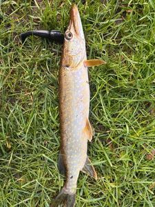 Brochet 