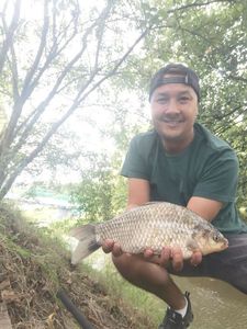 Crucian Carp