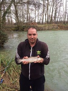 Brown Trout
