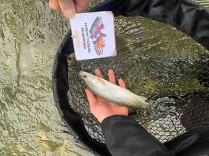 Brown Trout