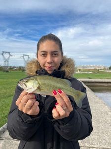 Largemouth Bass