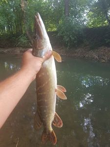 Northern Pike