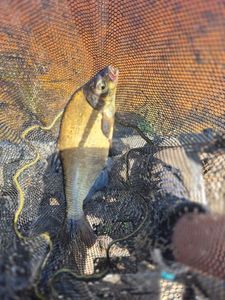 Common Bream