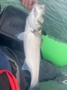 European Bass (Seabass)