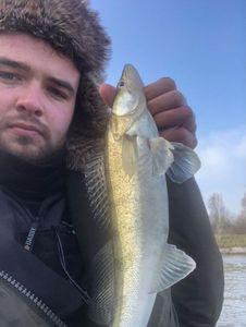 Zander