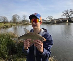 Common Bream