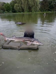 Sturgeon