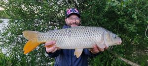Common Carp