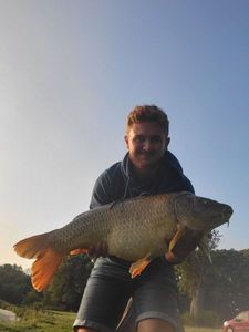 Common Carp