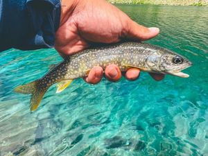 Lake Trout