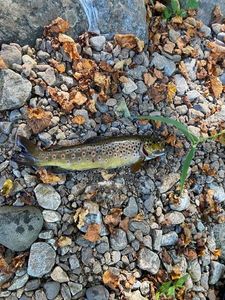 Brown Trout