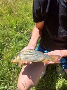Common Carp