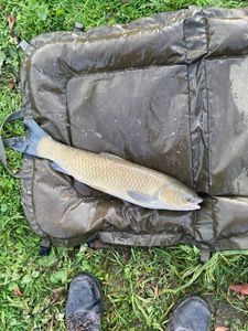 Grass Carp