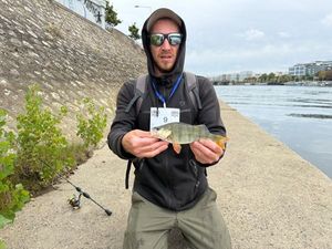 European Perch