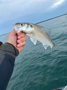 European Bass (Seabass)