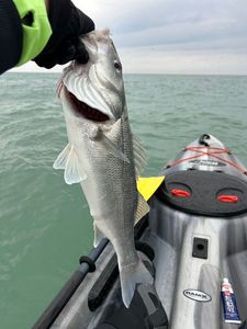 European Bass (Seabass)