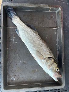 European Bass (Seabass)