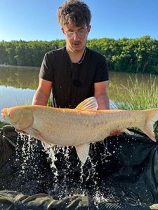 Grass Carp