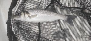 European Bass (Seabass)