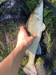 Zander