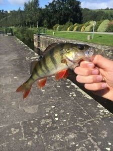 European Perch