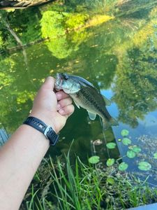 Largemouth Bass