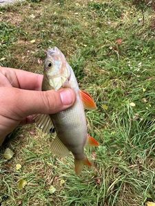 European Perch