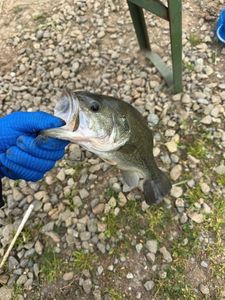 Smallmouth Bass