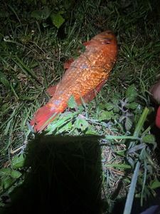Crucian Carp