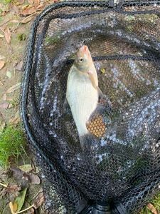 Common Bream