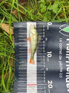 European Perch