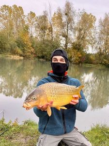 Common Carp
