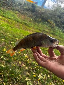European Perch