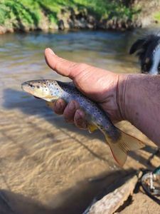 Brown Trout