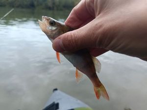 European Perch