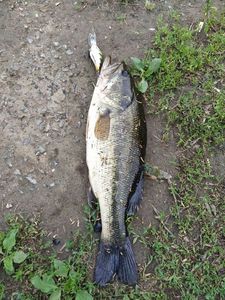 Smallmouth Bass