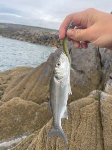 European Bass (Seabass)