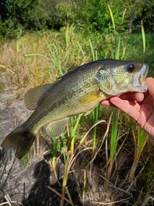 Largemouth Bass