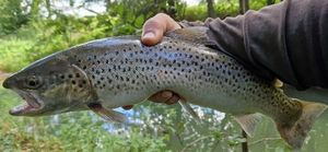 Brown Trout