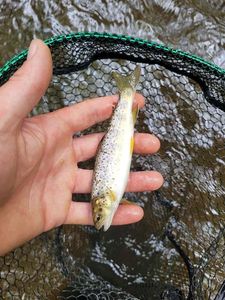 Brown Trout
