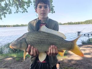 Common Carp