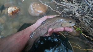 Brown Trout