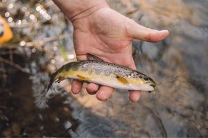 Brown Trout